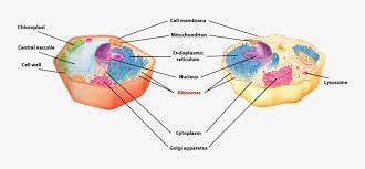 The similarity of mitochondrial and chloroplast ribosomes to prokaryotic ribosomes is generally considered strong supportive evidence that mitochondria and chloroplasts evolved from ancestral prokaryotes. Ribosomes Of A Plant And Animal Cells Is Labled Cytoplasm In Animal Cell And Plant Cell 800x345 Png Download Pngkit
