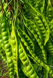 Image result for Parkia