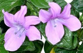 Image result for Barleria eylesii