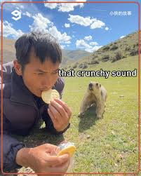 training a caique like a dog