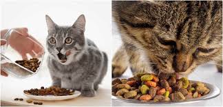 en iyi 8 kedi mamasi tavsiyesi saglikli lezzetli buldumz