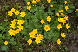 Wet soil loving plants for usda zone 6. 15 Best Plants For Wet Areas