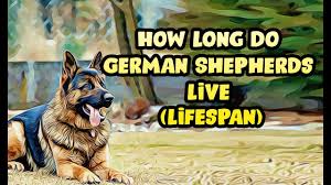 Adopt | animal rescue dogs adoption | pets How Long Do German Shepherds Live Lifespan Youtube