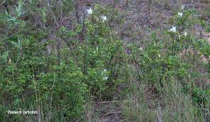 Image result for Bauhinia macrantha