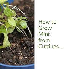How To Grow Mint From Cuttings Video Video Growing Mint Propagate Mint Mint Plants