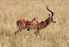 Impala Ile Oxpecker Kusu Impala Hayvanlar