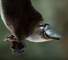 Pin On Platypus