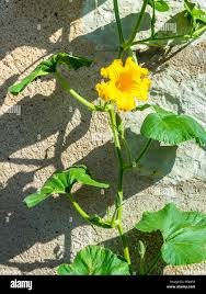 Image result for Cucurbitaceae