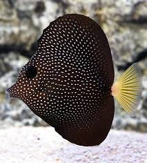 Black And White Spotted Saltwater Fish Spotted Tang Zebrasoma Gemmatum Saltwater Aquarium Fish Rare Fish Marine Aquarium