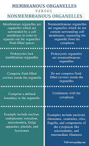 Difference Between Membranous And Nonmembranous Organelles Definition Types Characteristics Organelles Cell Organelles Cell Membrane