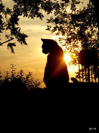 Perfect Moment By Kokopellishuman On Deviantart Warrior Cats Cats Crazy Cats