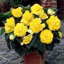 Begonia Bulbs Roseform Yellow Spring Flower Bulbs Eden Brothers Spring Flowering Bulbs Bulb Flowers Container Flowers