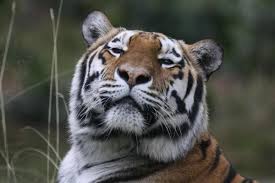 News Iucn Red List Of Threatened Species
