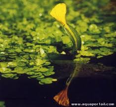 Image result for Ottelia ulvifolia