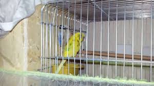 Muhabbet Kusu Yuvalik Ve Kafes Bakimi Nasil Yapilir Budgerigar Youtube