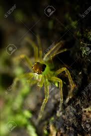 Check out our bright green spider selection for the very best in unique or custom, handmade pieces from our shops. Extreme Macro Shot Of Green Spider In The Nature Yellow Spider Stock Photo Picture And Royalty Free Image Image 107314085
