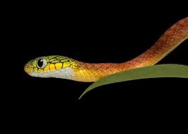 Herp Love Beautiful Snakes Reptile Snakes Reptiles