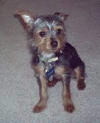 Chorkie Chorkies Chihuahua Yorkie Hybrid Yorkie Mix Yorkie Dog Breeds