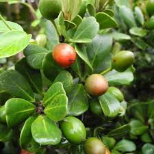 Image result for Mimusops afra