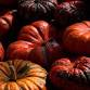 12th Annual Fall Festival — Camp Hebron
