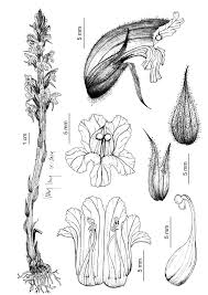 Image result for Orobanche