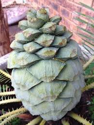 Image result for Encephalartos schmitzii