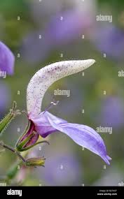 Image result for Brillantaisia owariensis