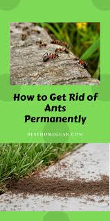 How To Get Rid Of Ants Permanently Best Home Gear Get Rid Of Ants Rid Of Ants How To Get Rid