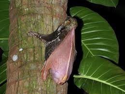 Amazon advertising find, attract, and engage customers: Sunda Or Malayan Colugo Galeopterus Variegatus