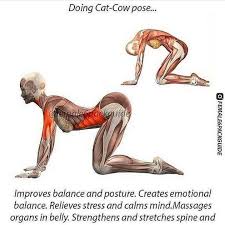 Fitness Nutrition Training On Instagram What Other Yoga Stretches Are You Implementing After Be Cat Cow Pose Easy Yoga Workouts Fitness Workout For Women