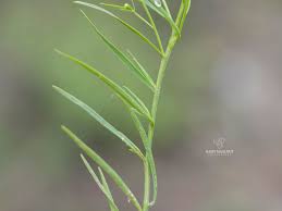 Image result for Thesium thamnus