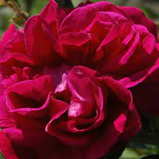 La rose jacqueminot by coty: General Jacqueminot Rose Rot Ca 120cm Rousselet 1853 Rosa General Jacqueminot Online Bestellen