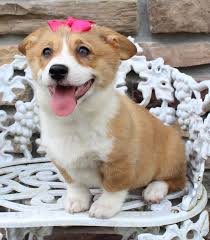 Our desire in breeding these beautiful puppies started when i had many people approach me asking where they could get one of my beautiful babies. More About Pembroke Welsh Corgis Puppy Personality Pembrokewelshcorgipup Corgi Mix Br Corgi Puppies For Sale Welsh Corgi Puppies Pembroke Welsh Corgi Puppies