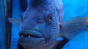 Image result for Wolffiella denticulata