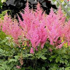 Astilbe Astilbe Japonica Rheinland In 2020 Astilbe Japonica Shade Loving Perennials Perennials
