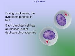 Check spelling or type a new query. 10 2 Cell Division In Eukaryotes Cell Division Occurs In 2 Major Stages Mitosis Cell Nucleus Divides Exact Copy Made 2 Cytokinesis Division Of The Ppt Download