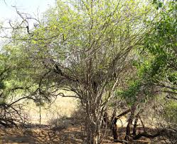 Image result for Cordia monoica