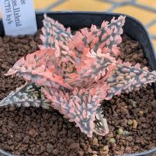 Image result for Aeollanthus subacaulis