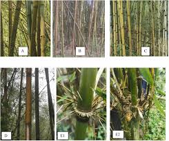 Image result for Oldeania alpina