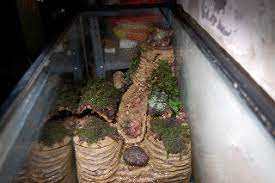 Anyone can succeed in making their unique desert collection grow and thrive in our glass terrarium. I Want To Replicate The Water S Edge Viquarium Kit Caudata Org Newts And Salamanders Portal