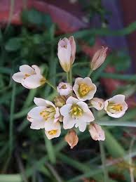 Image result for Nothoscordum borbonicum