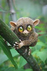 The Tarsier Stuffed Toy By Irentoys On Deviantart Cute Animals Tarsier Weird Animals