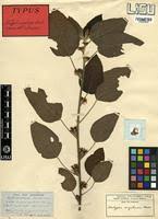 Image result for Acalypha welwitschiana