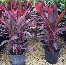 Red Sister Cordyline Fruticosa My Love Gave Me A Couple Of These I M Planting One At Home And Keeping The O In 2020 Plants Tropical Pool Landscaping Backyard Plants