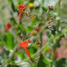 Image result for Boerhavia coccinea
