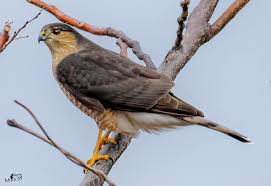 I have another Cooper's/Sharpie example for the group. Tucson AZ, 1-1-25