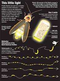 Fireflies Aka Lightning Bugs A Magical Part Of My Childhood Summers Bugs And Insects Insects Firefly