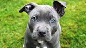 This loyal mastiff mix comes in many different shapes and sizes. Pitbull Mastiff Mix Breed Overview Puppy Costs Size More