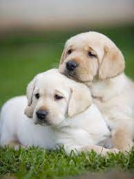 If you are unable to find your labrador retriever puppy in our puppy for sale or dog for sale sections, please consider looking thru thousands of labrador retriever dogs for adoption. Yellow Labrador Retriever Puppies Photographic Print Ron Dahlquist Allposters Com Retriever Puppy Puppies Cute Puppies