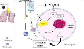 The natural killer cells are the 'search and destroy' cells of the immune system. Frontiers The Long History Of Vitamin C From Prevention Of The Common Cold To Potential Aid In The Treatment Of Covid 19 Immunology